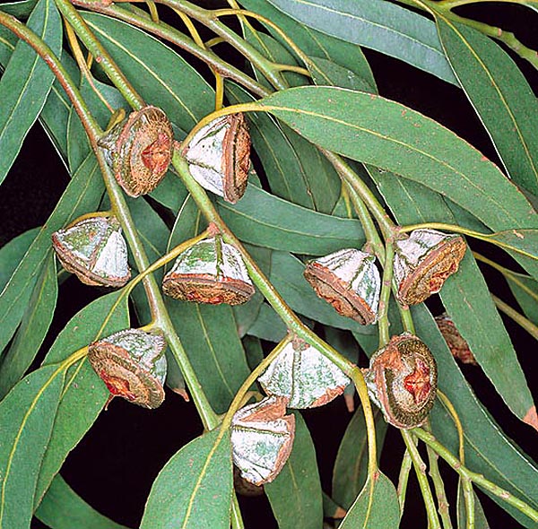 Реферат: Евкаліпт кулястий Eucalyptus globulus L 2