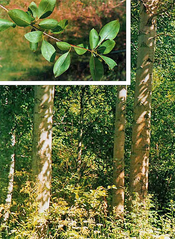 лиственное дерево родственник тополя