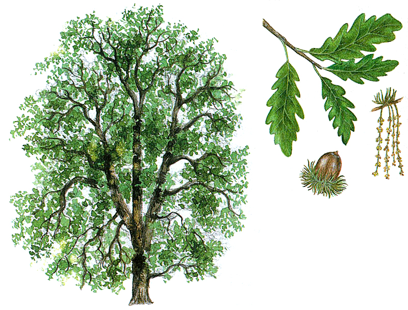 Дуб – характеристики дерева и его применение