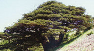 Кедр это хвойное или лиственное дерево